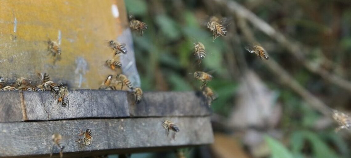 Image for Taking A Lead From Bees